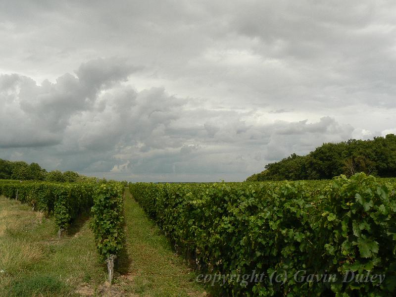 Vineyard near Chaintres P1130514.JPG
